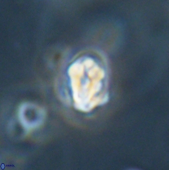 Perideraiolithus ponticus 59037