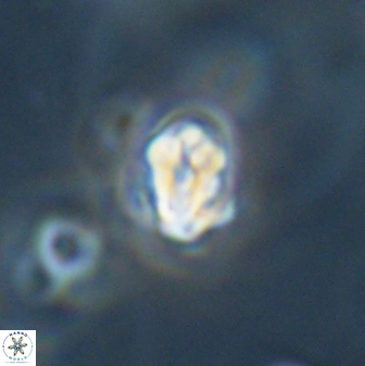 Perideraiolithus ponticus 59037