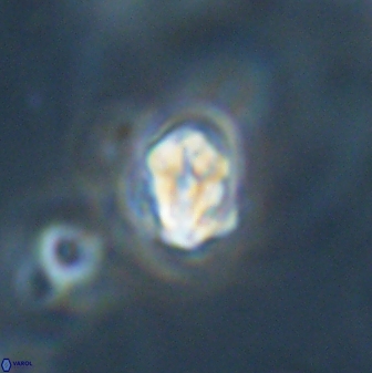 Perideraiolithus ponticus 59038