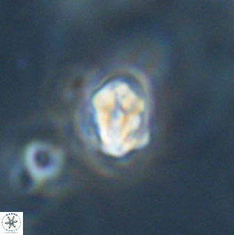 Perideraiolithus ponticus 59038