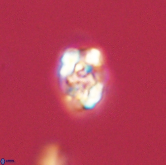 Perideraiolithus ponticus 59039