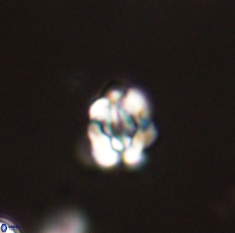 Perideraiolithus ponticus 59030