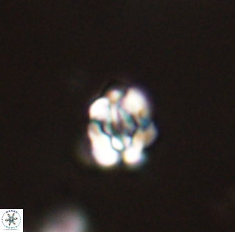 Perideraiolithus ponticus 59030