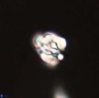 Perideraiolithus ponticus 59031