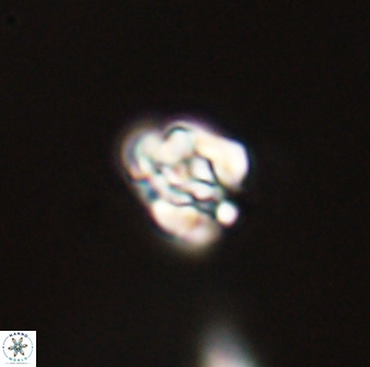 Perideraiolithus ponticus 59031