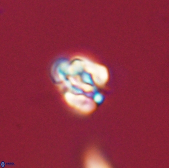 Perideraiolithus ponticus 59032
