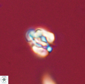 Perideraiolithus ponticus 59032