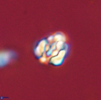 Perideraiolithus ponticus 59033