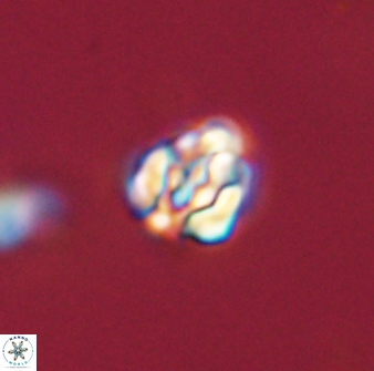 Perideraiolithus ponticus 59033