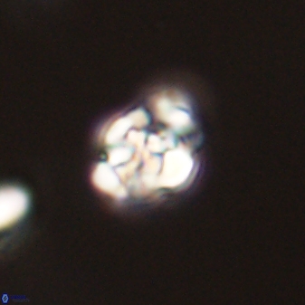 Perideraiolithus ponticus 59044