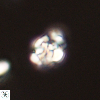 Perideraiolithus ponticus 59044