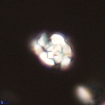 Perideraiolithus ponticus 59045