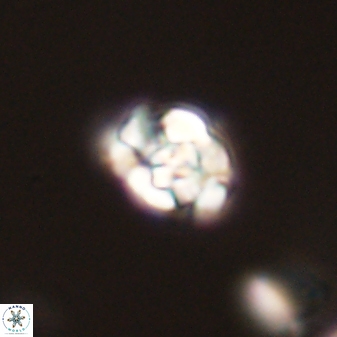 Perideraiolithus ponticus 59045