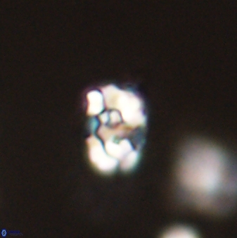 Perideraiolithus ponticus 59048