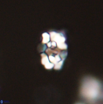 Perideraiolithus ponticus 59049