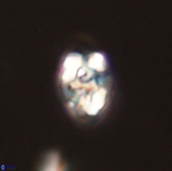 Perideraiolithus ponticus 59040