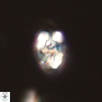 Perideraiolithus ponticus 59040