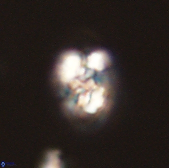 Perideraiolithus ponticus 59041