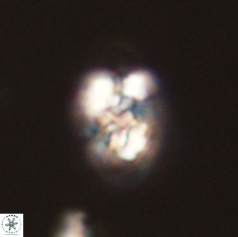 Perideraiolithus ponticus 59041