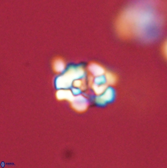 Perideraiolithus ponticus 59055