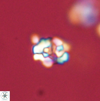 Perideraiolithus ponticus 59055