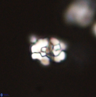 Perideraiolithus ponticus 59056