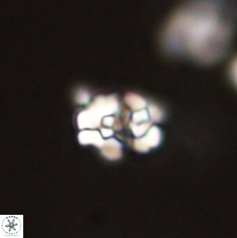 Perideraiolithus ponticus 59056