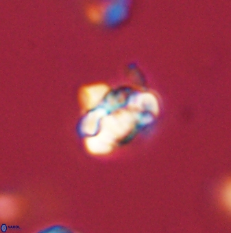 Perideraiolithus ponticus 59057