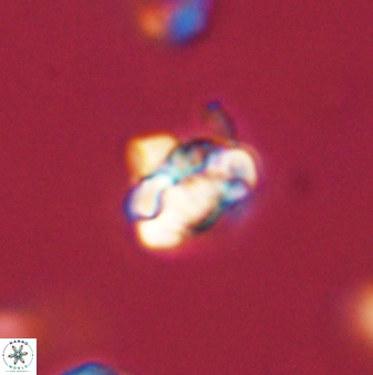 Perideraiolithus ponticus 59057