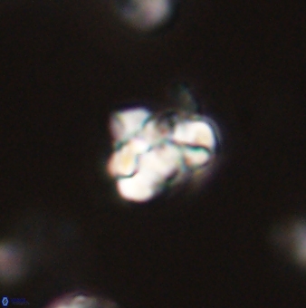 Perideraiolithus ponticus 59058