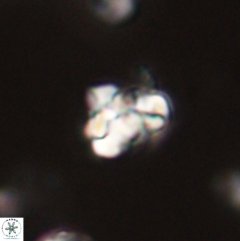 Perideraiolithus ponticus 59058