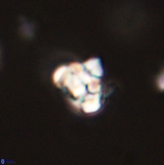 Perideraiolithus ponticus 59059