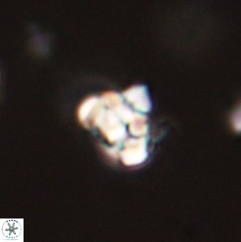 Perideraiolithus ponticus 59059