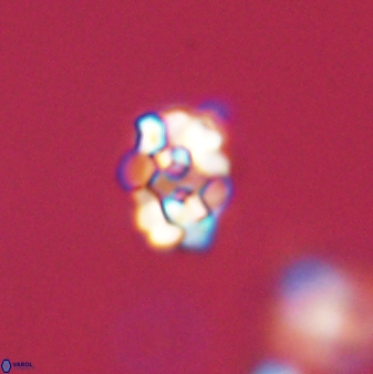 Perideraiolithus ponticus 59050