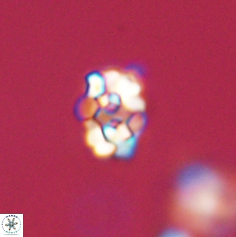 Perideraiolithus ponticus 59050