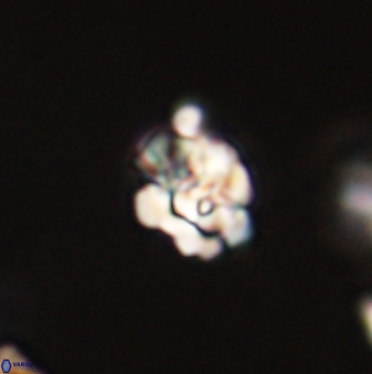 Perideraiolithus ponticus 59053