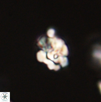 Perideraiolithus ponticus 59053