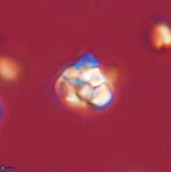 Perideraiolithus ponticus 59064