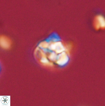 Perideraiolithus ponticus 59064