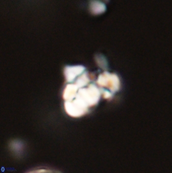 Perideraiolithus ponticus 59065
