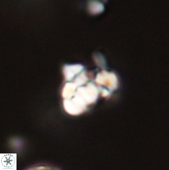 Perideraiolithus ponticus 59065