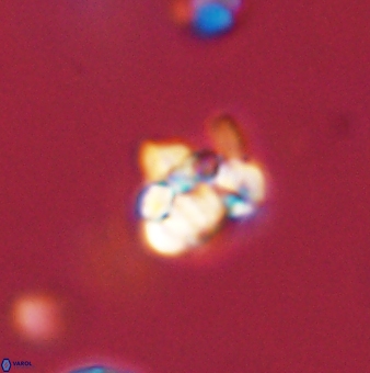 Perideraiolithus ponticus 59066