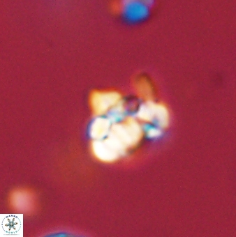 Perideraiolithus ponticus 59066