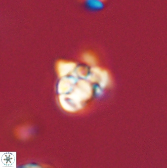 Perideraiolithus ponticus 59067
