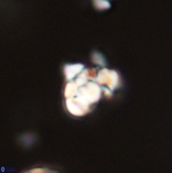 Perideraiolithus ponticus 59068