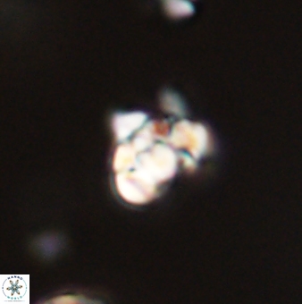 Perideraiolithus ponticus 59068