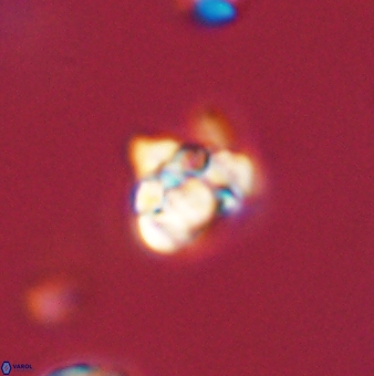 Perideraiolithus ponticus 59069