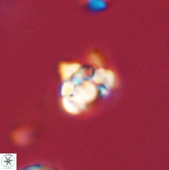 Perideraiolithus ponticus 59069