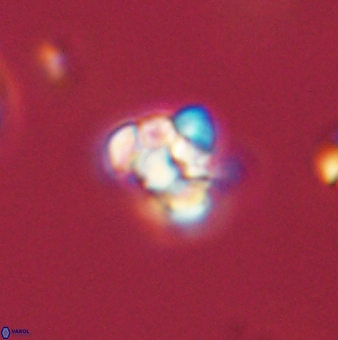 Perideraiolithus ponticus 59060