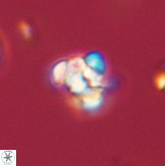 Perideraiolithus ponticus 59060